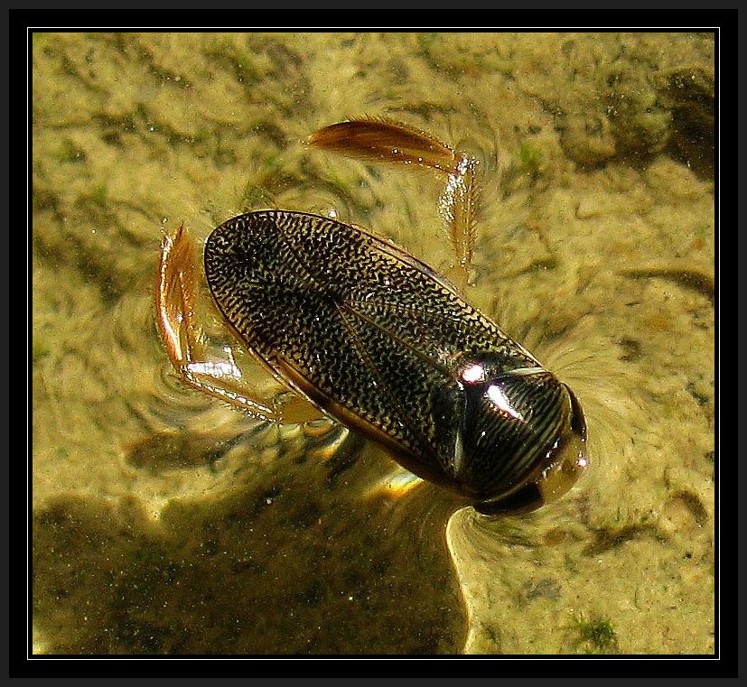 Water bug from Turkey:  Corixa panzeri (Corixidae)